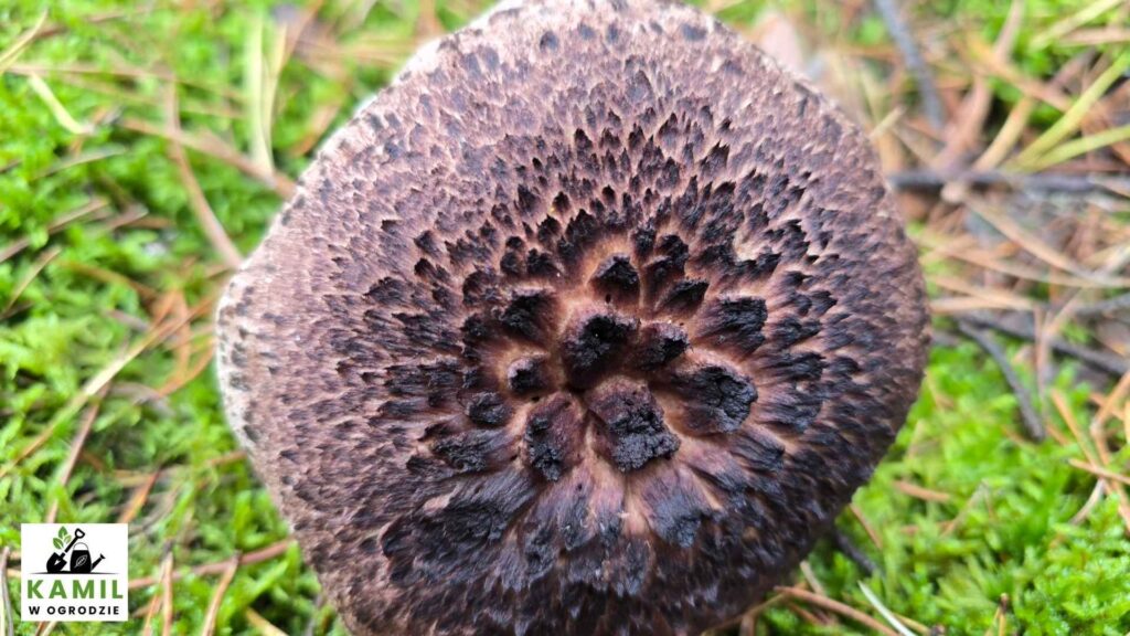 Sarniak sosnowy (Sarcodon squamosus (Schaeff.) Quél.) – opis i występowanie | foto. Kamil w Ogrodzie