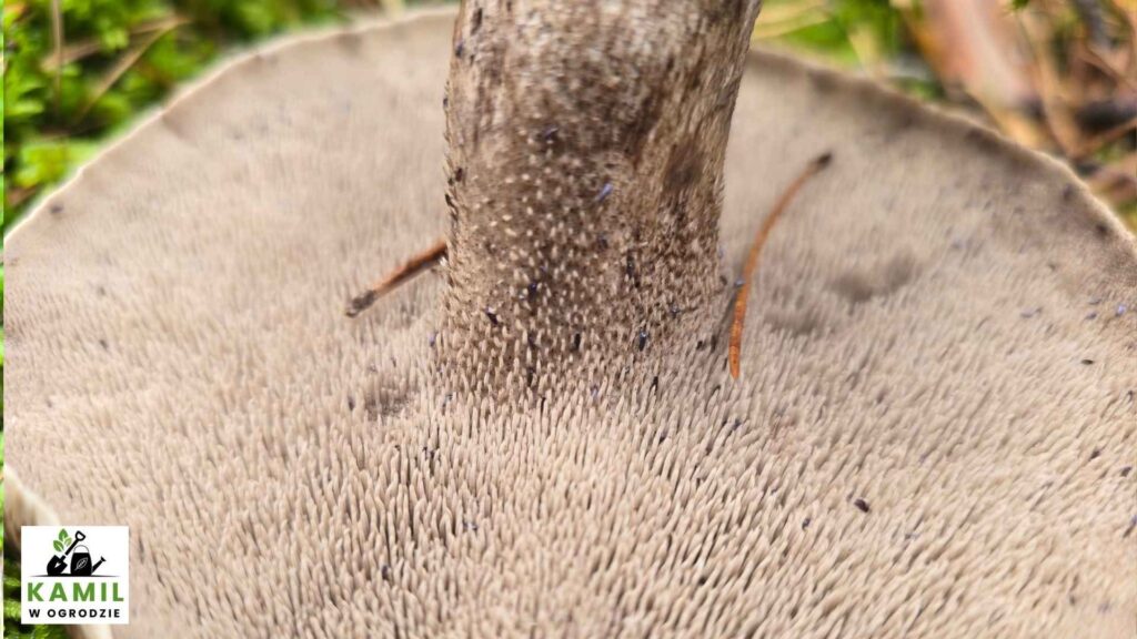 Sarniak sosnowy (Sarcodon squamosus (Schaeff.) Quél.) – opis i występowanie | foto. Kamil w Ogrodzie