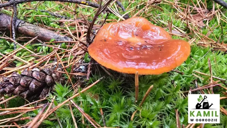 Zasłonak kleisty (Cortinarius mucosus) – opis i występowanie