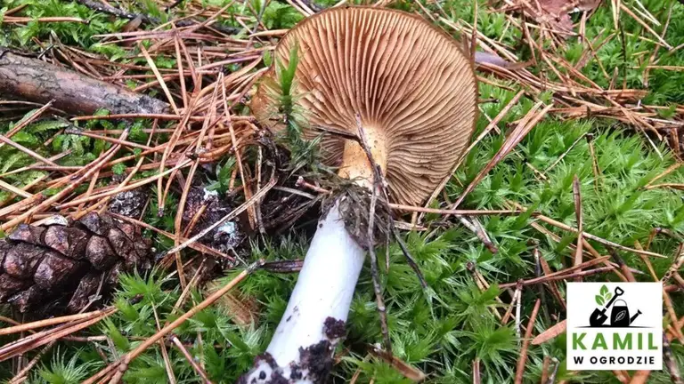 Zasłonak kleisty (Cortinarius mucosus) – opis i występowanie | foto. Kamil w Ogrodzie