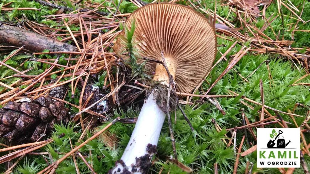 Zasłonak kleisty (Cortinarius mucosus) – opis i występowanie | foto. Kamil w Ogrodzie