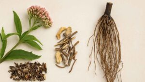 Sadziec (Eupatorium spp.) – zapomniane zioło na odporność i infekcje. Działanie, zastosowanie i przeciwwskazania | foto. Kamil w Ogrodzie