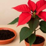 Gwiazda betlejemska: Jaka ziemia i temperatura? ABC uprawy | foto. Kamil w Ogrodzie