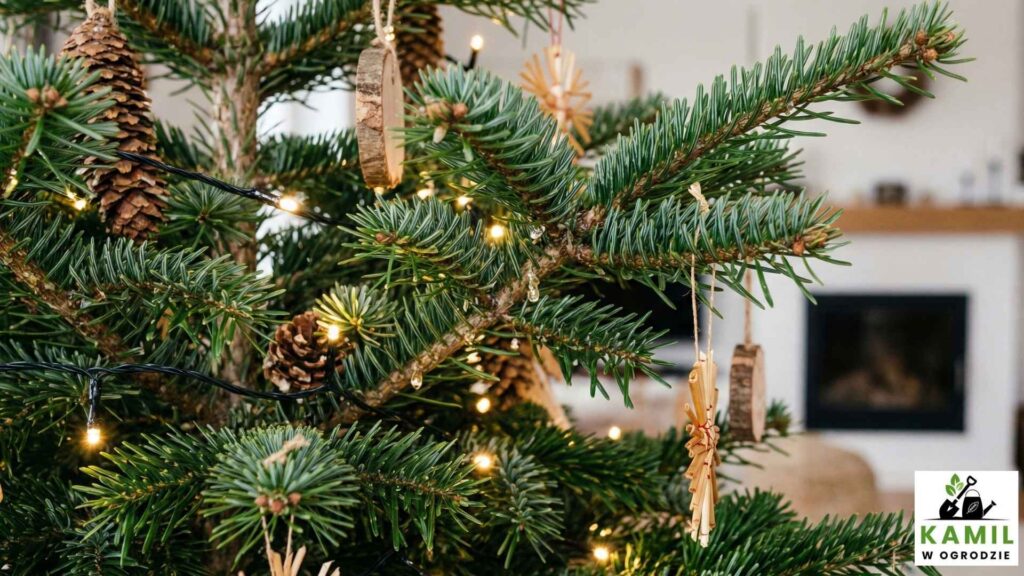 Jodła, świerk czy sosna? Różnice, które naprawdę mają znaczenie | foto. Kamil w Ogrodzie