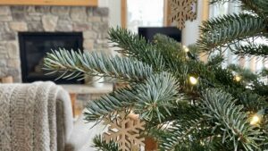 Oto choinki, które nie gubią igieł i nie kłują. Wytrwają do nowego roku be problemu. | foto. Kamil w Ogrodzie