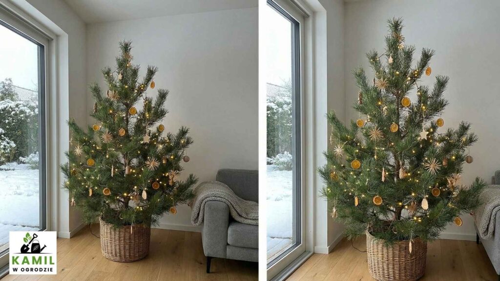 Sosna pospolita (Pinus sylvestris) – aromatyczna i wytrzymała alternatywa | foto. Kamil w Ogrodzie