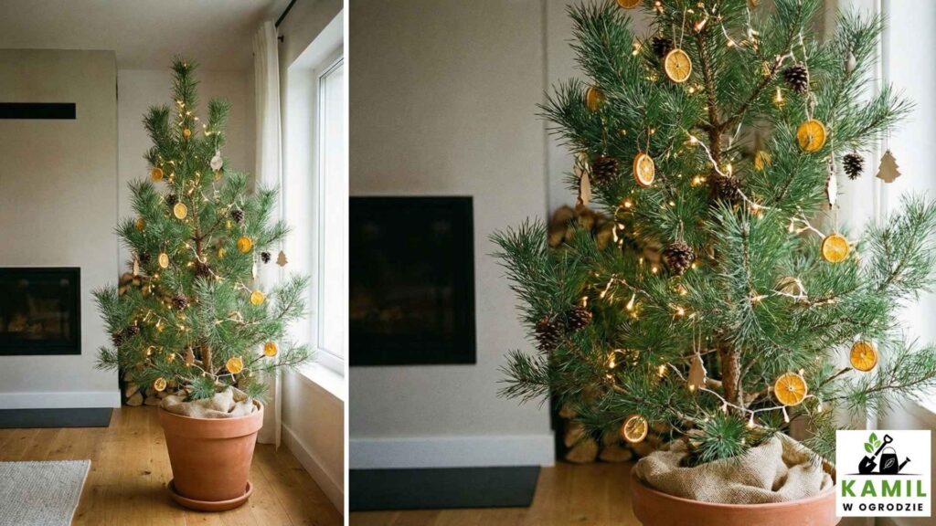 Sosna pospolita – „puszysta” choinka z mocnym leśnym aromatem | foto. Kamil w Ogrodzie