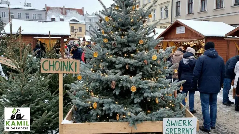 Świerk kłujący, srebrny (Picea pungens) – wytrzymały, ale ostry w dotyku | foto. Kamil w Ogrodzie
