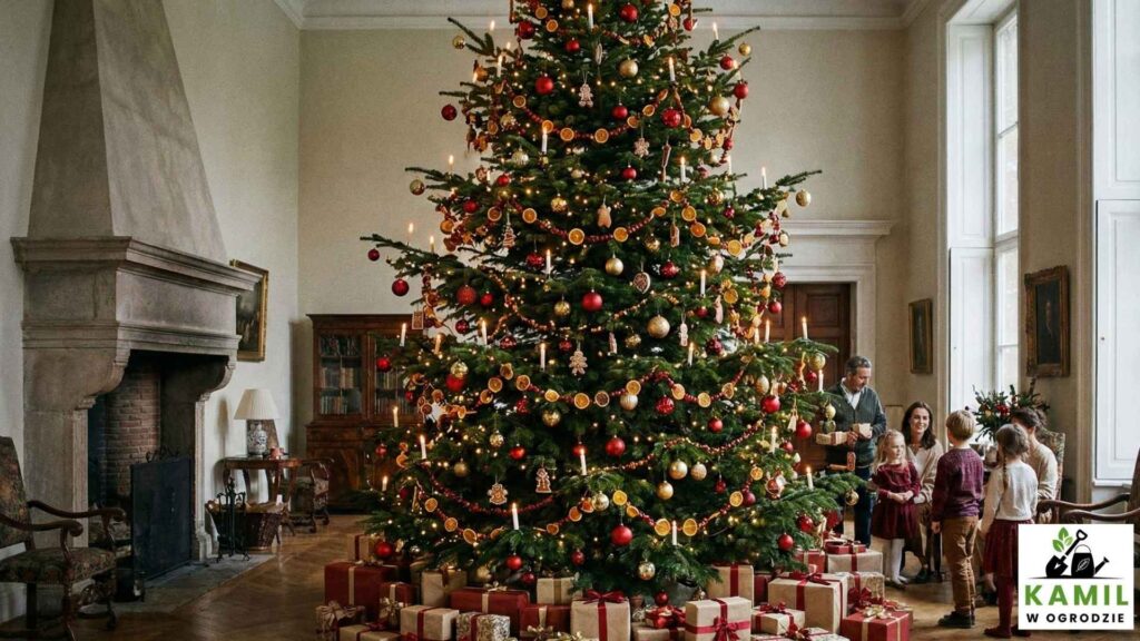 Świerk pospolity – tradycja, zapach i… igły wszędzie | Foto. Kamil w Ogrodzie