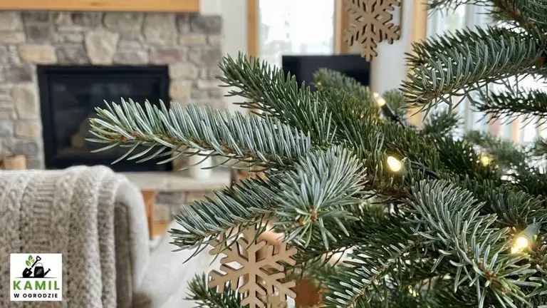 Świerk serbski (Picea omorika) – kompromis między trwałością a wyglądem | foto. Kamil w Ogrodzie