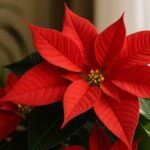 Ten świąteczny kwiat „kapryśny jak pogoda”. Przetrwa cały rok, jeśli dopilnujesz 4 kluczowych warunków | foto. Kamil w Ogrodzie