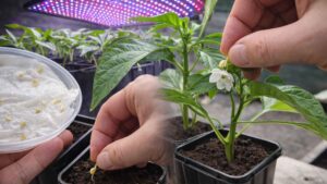 Kiedy wysiew nasion papryki 2026? Poznaj moją wieloletnią strategię | foto. Kamil w Ogrodzie