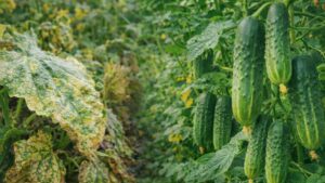 Ogórki w 2026 roku. Stawiam na te odmiany, ponieważ są bardziej odporne na mączniaka. | foto. Kamil w Ogrodzie