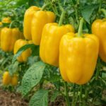 Papryka słodka MARTA POLKA – opis odmiany i uprawa w Polsce | foto. Kamil w Ogrodzie