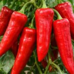 Papryka słodka Palermo (Sweet Palermo) – wydłużona odmiana o wyjątkowo słodkim smaku | foto. Kamil w Ogrodzie