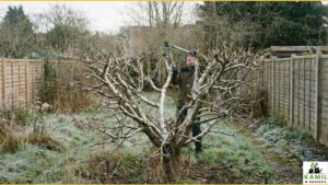 Jak przycinać jabłoń zimą? Kompletny poradnik dla działkowca – krok po kroku | foto. Kamil w Ogrodzie