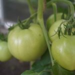 Pomidory odporne na zarazę ziemniaczaną | foto. Kamil w Ogrodzie materiały własne
