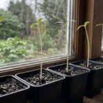 Czy tak ma być?! Twoje sadzonki pomidorów wyglądają jak nitki? To sygnał alarmowy