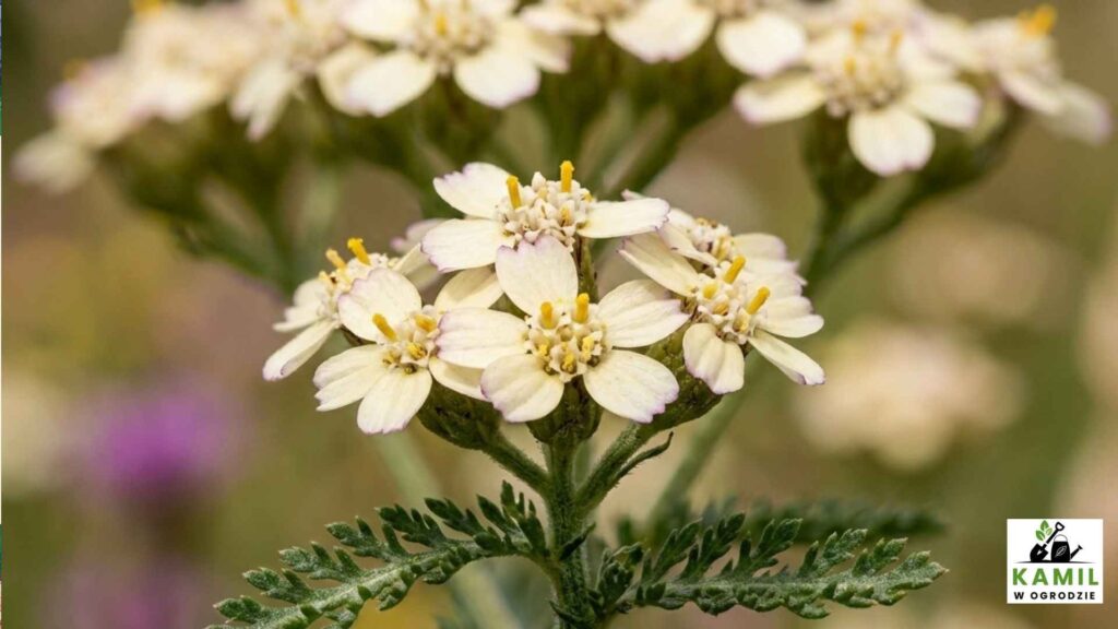 Krwawnik pospolity (Achillea millefolium) – właściwości, zastosowanie i zbiór (kompletny przewodnik) | foto. Kamilwogrodzie.pl
