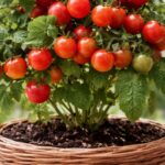 Micro Tom – najmniejszy pomidor świata. Uprawiaj go dosłownie wszędzie | foto. Kamilwogrodzie.pl