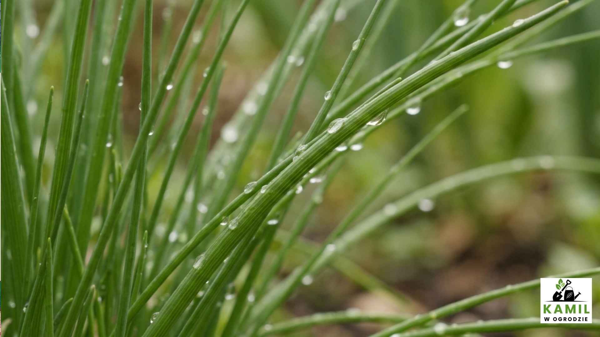 Szczypiorek – uprawa krok po kroku, wymagania i pielęgnacja przez cały rok