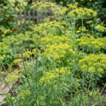 Uprawa kopru ogrodowego (Fenkuł) – kiedy siać, jak pielęgnować i jak uzyskać obfity plon