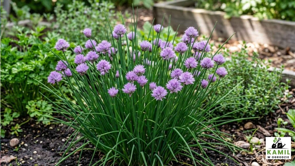 Szczypiorek – uprawa krok po kroku, wymagania i pielęgnacja przez cały rok