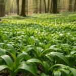 W marcu rośnie w lasach. To naturalny antybiotyk, który budzi organizm po zimie | foto. Kamil w Ogrodzie