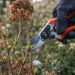 Dlaczego hortensje nie kwitną? Ten wiosenny błąd ogrodników niszczy cały sezon