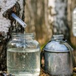 W marcu zaczyna płynąć „woda życia”. Z jednego drzewa można zebrać nawet kilka litrów dziennie