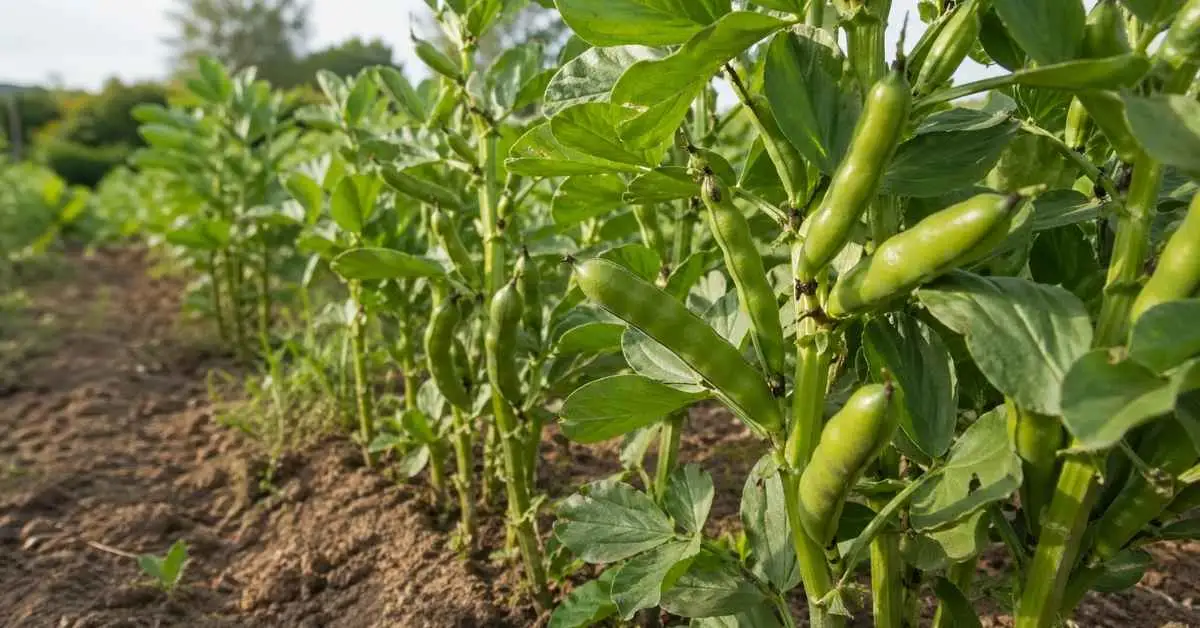 Bób – uprawa w ogrodzie: kiedy siać, jak prowadzić rośliny i uzyskać maksymalny plon