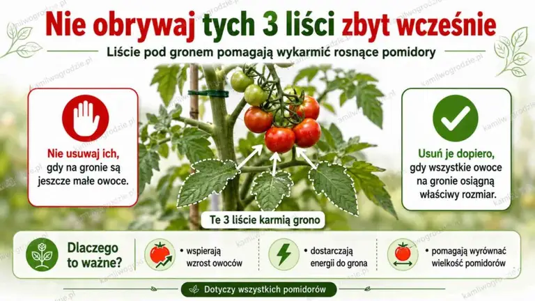 Nie obrywaj tych liści przy pomidorach. To one karmią rosnące grono | foto. Kamil w Ogrodzie
