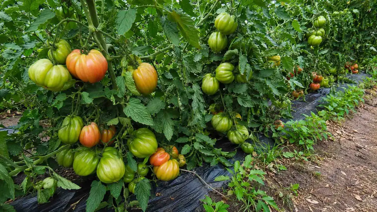 Czy usuwać liście pomidora po zawiązaniu owoców? Kiedy to pomaga, a kiedy odbiera plon Czy usuwać liście pomidora po zawiązaniu owoców? Kiedy to pomaga, a kiedy odbiera plon