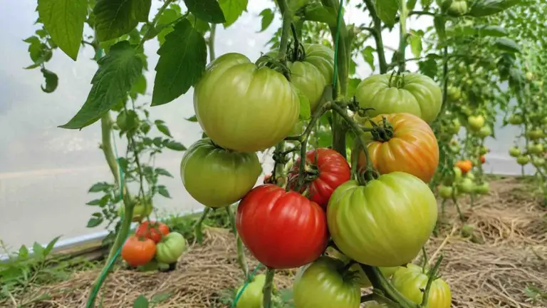 Jak uprawiać pomidory, aby mieć dużo owoców już w lipcu?