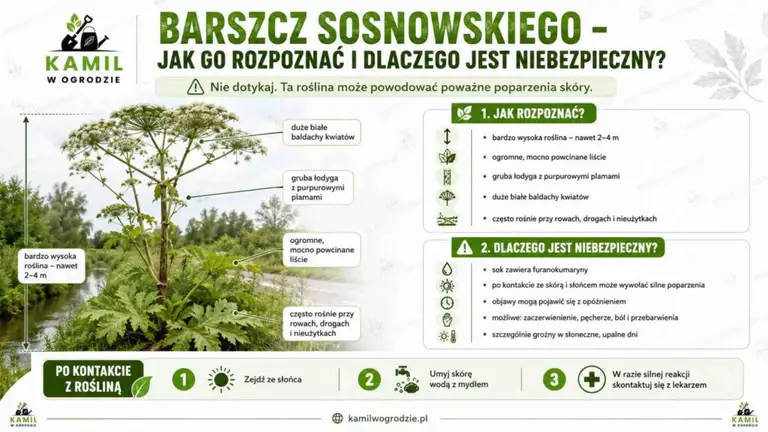Kiedy kwitnie barszcz Sosnowskiego i dlaczego jest niebezpieczny? | Grafika ilustracyjna wygenerowana z użyciem sztucznej inteligencji.