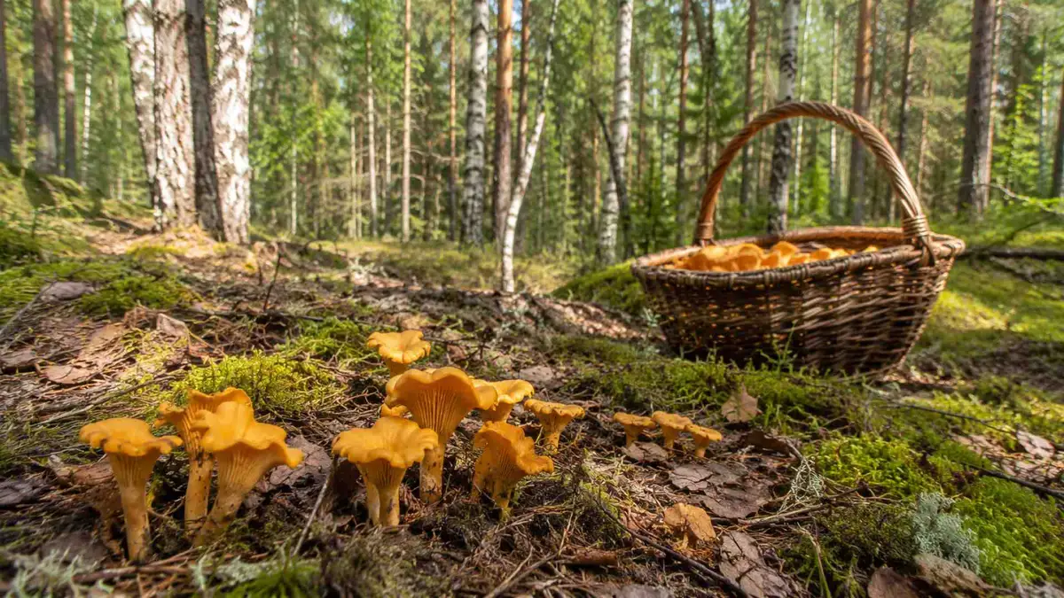 Lipcowy wysyp grzybów. W polskich lasach pojawiły się kurki. Sprawdź aktualną mapę występowań