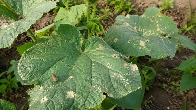 Zmienik lucernowiec na ogórkach – objawy i zwalczanie | foto. Kamil w Ogrodzie
