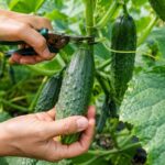 Jak zrywać ogórki, aby nie uszkodzić rośliny? Praktyczny poradnik krok po kroku