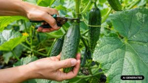 Jak zrywać ogórki, aby nie uszkodzić rośliny? Praktyczny poradnik krok po kroku
