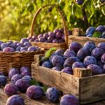 Rusza sezon na śliwki. Co zrobić z dużą ilością owoców? 5 prostych sposobów