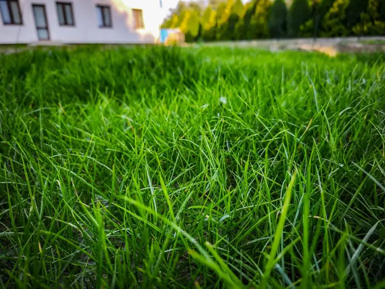 Od pierwszych źdźbeł do gęstej murawy. Tak wygląda FLOROGARDEN w prawdziwym ogrodzie | foto. Materiały partnera