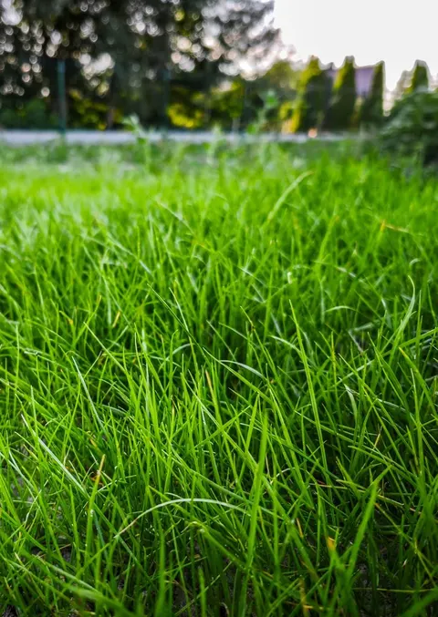Trawa z rolki FLOROGARDEN w prawdziwym ogrodzie. Zdjęcia pokazują kolejne etapy – od pierwszych źdźbeł aż po gęstą zieloną murawę.