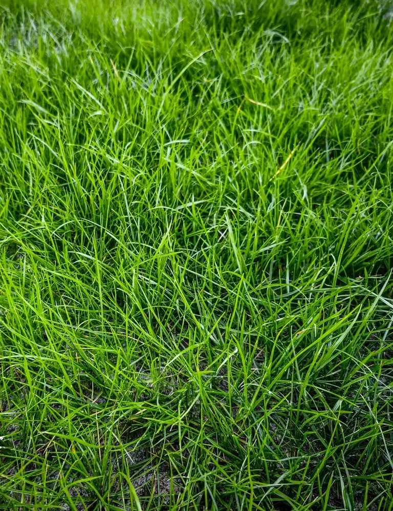 Trawa z rolki FLOROGARDEN w prawdziwym ogrodzie. Zdjęcia pokazują kolejne etapy – od pierwszych źdźbeł aż po gęstą zieloną murawę.