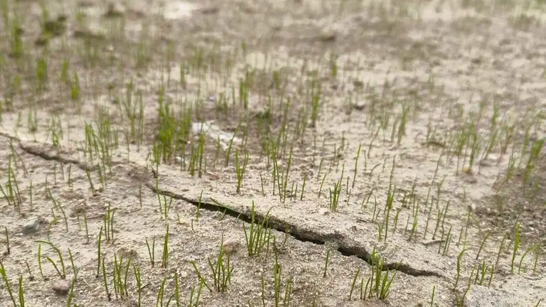 Trawa z rolki FLOROGARDEN 7 dni po założeniu trawnika | foto. Kamil w Ogrodzie