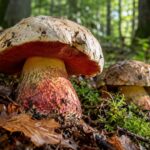 Grzyby trujące z gąbką w polskich lasach. Ten mit może skończyć się zatruciem | foto. AI
