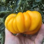 Orange Accordion. Pomidor jak mała dynia: uprawa, pielęgnacja i smak niezwykłej odmiany | Foto. Materiały własne