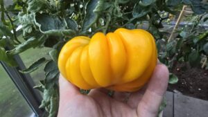 Orange Accordion. Pomidor jak mała dynia: uprawa, pielęgnacja i smak niezwykłej odmiany | Foto. Materiały własne